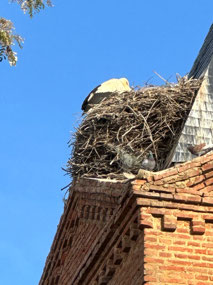 Another storks nest. They love the belfries. 