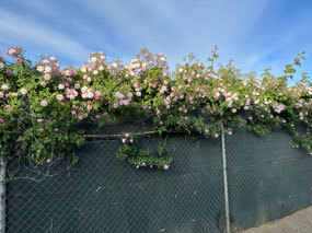The climbing roses are beautiful. 