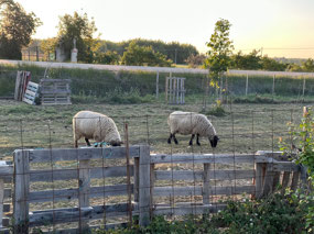 More farm animals