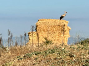 Stork on the hay bales.