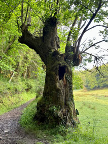 Knarly old tree.