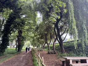 Love the weeping willows