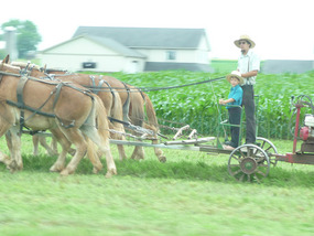 Amish op het land