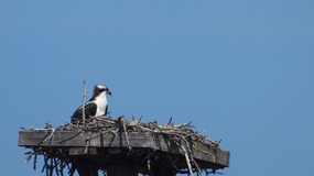 Dit is een nest met jonge Osprey, een visarend