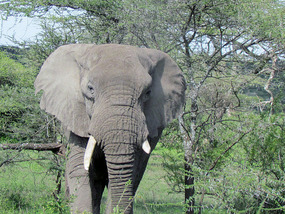 Elephant Keeps Coming