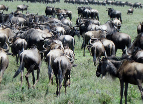 Migrating Wildebeest on Open Plain