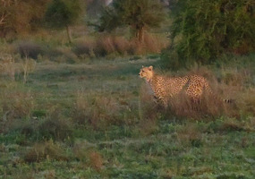 Cheetah Readies for a Second Run