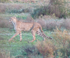 Cheetah Spots Wildebeest