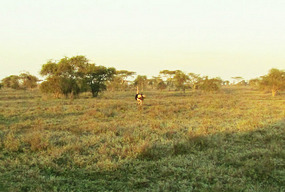 Male Ostrich Between Us & the Cheetah