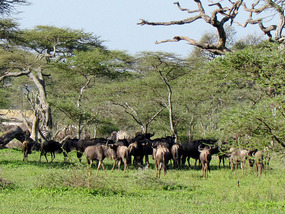 Migrating Wildebeest in Woodlands