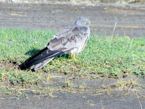 Male Montagu's Harrier