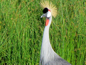 Crowned Crane
