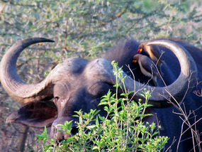 Ox Peckers at Work on Cape buffalo