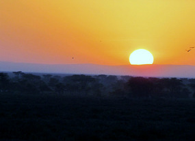Dawn in Ndutu