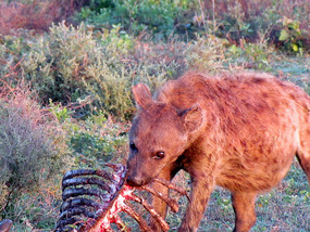 Hyena Scavanges