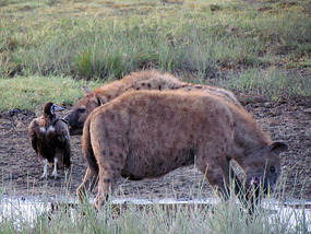 Hyena Feeding on Carcass