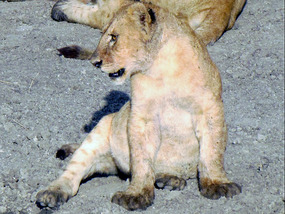 Marsh Pride Cub