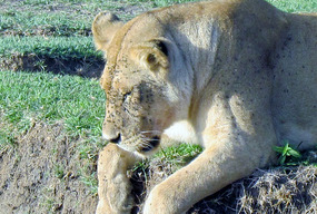 Marsh Pride Female