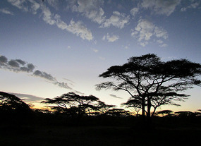 Dawn in Ndutu
