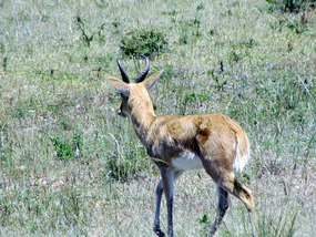 Bohor Reedbuck