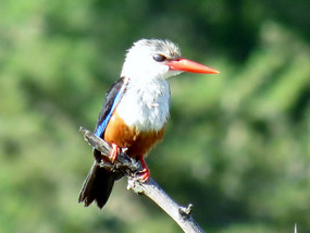 Grey Headed Kingfisher
