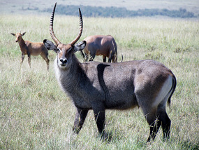 Handsome Waterbuck Stag