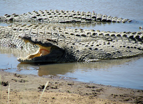 Huge Mara Crocs
