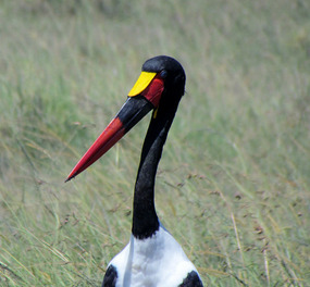 Saddlebill Stork