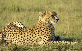Beautiful But Hungry 