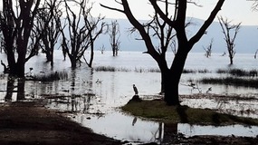 THE EERIE SHORELINE OF THE LAKE