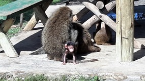 CUTE LITTLE BABY BABOON