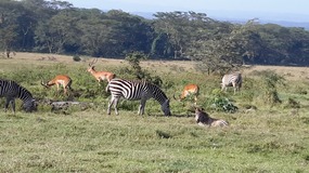 THE ANIMALS IN LAKE NAKURU NATL PARK