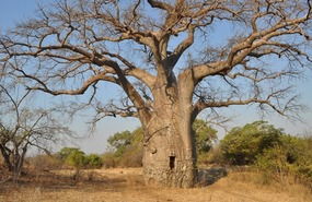 THE AMAZING BAOBAB TREE