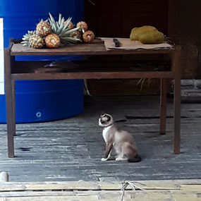 I LOVE THIS SHOT....LOOKS LIKE A PAINTING
