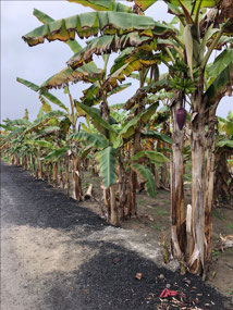 Banana Plantation