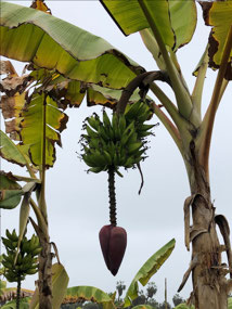 Banana Plantation.