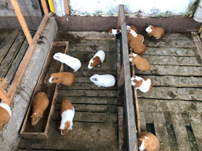 Guinea Pigs being raised for Cuy