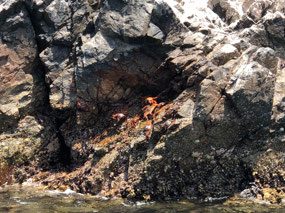 Can You See Crabs?