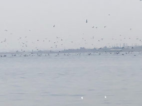 Fish...Everywhere!
