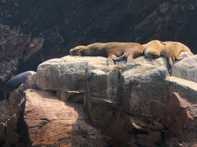 Lazy Sea Lions