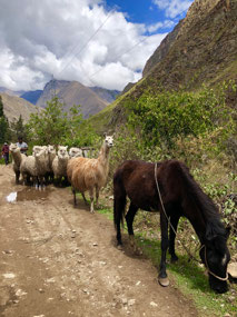 Navigating the Livestock