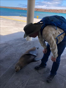 Sea Lions Everywhere!