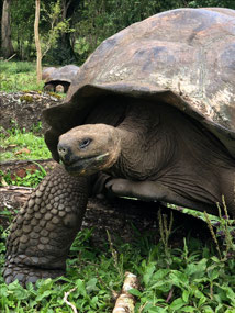 Galápagos Giant Tortoise
