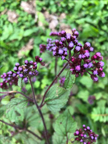 Beautiful Plants!