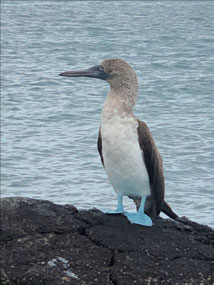 Blue Footed Boobie! (Paul’s Favourite Creature!)