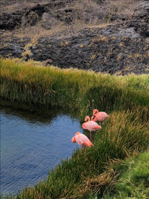 Galápagos Flamingos