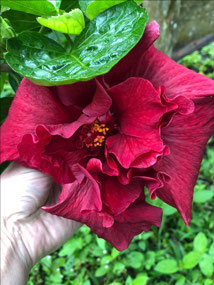 Flora
