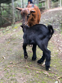 Baby Goat