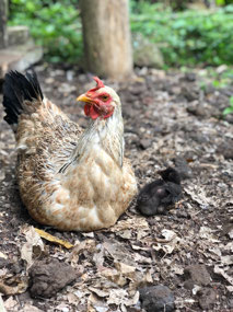 Chicken & Chick