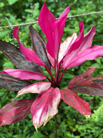 Flora